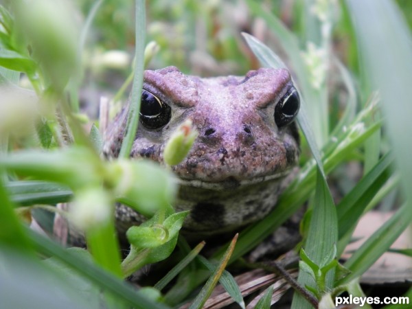 Mr. Toad