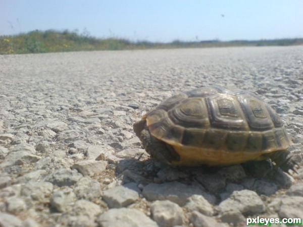 Turtle crossing