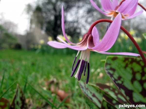 Wild Cyclamen