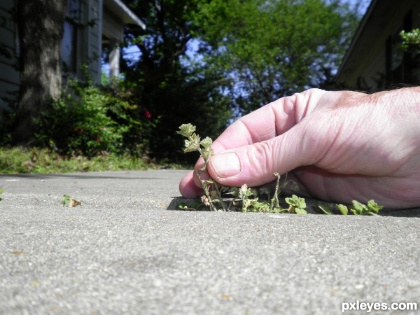 sidewalk weeds