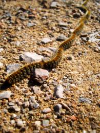 Caterpillar trail