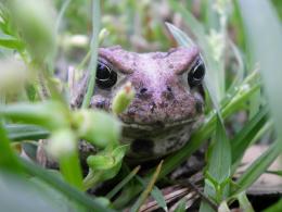 Mr. Toad