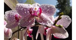 Sunny Orchid