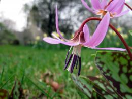 Wild Cyclamen