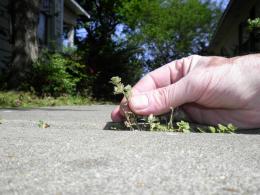 sidewalk weeds