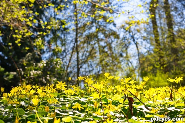 Cant See the Forest for the Flowers