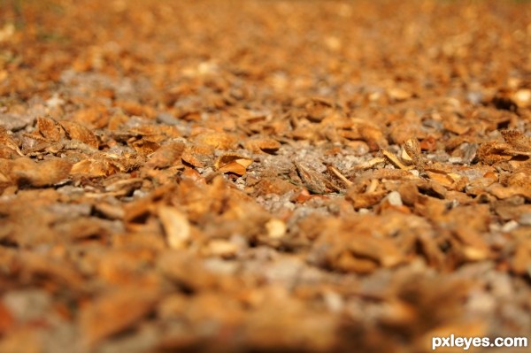 Chestnut Shells