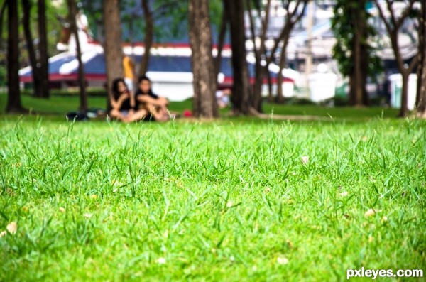 Green grass at the park