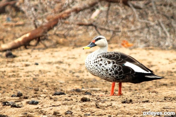 Spot-Billed Duck...