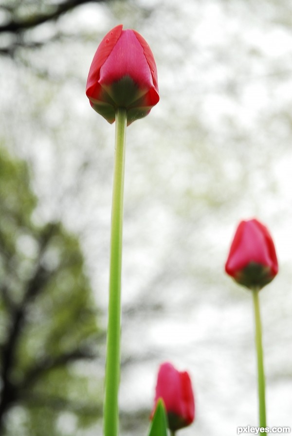 Tall Tulips