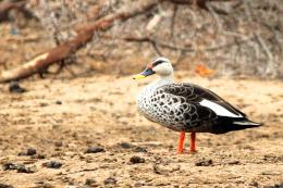 Spot-Billed Duck...