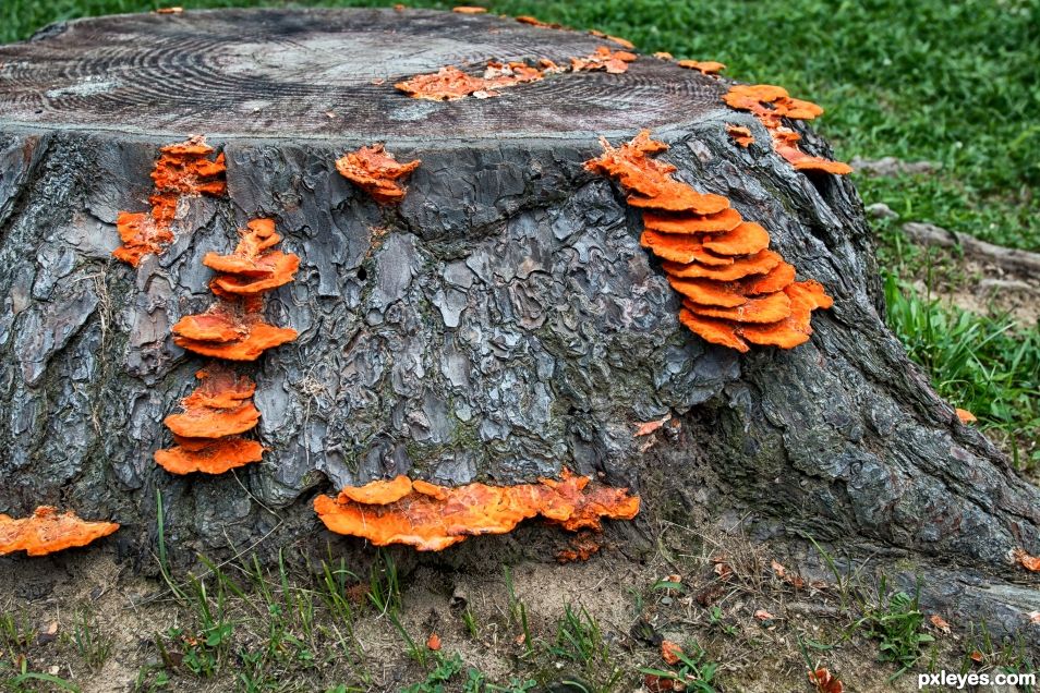 Orange fungi