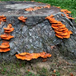 Orangefungi