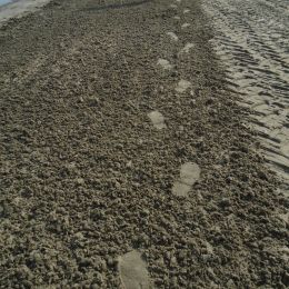 Footprintsinthebeachsand