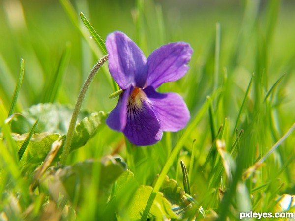 On the grass