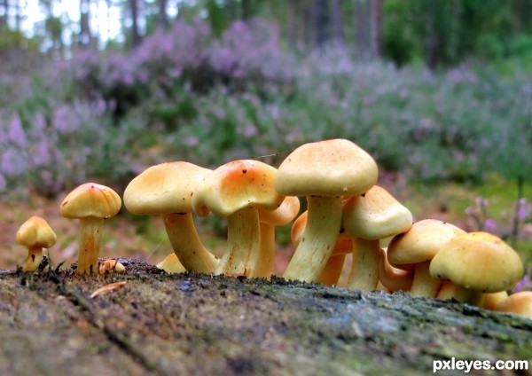 Toadstool Family