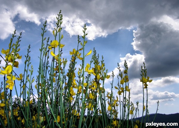 Yellow flowers