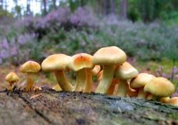 Toadstool Family