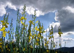 Yellow flowers