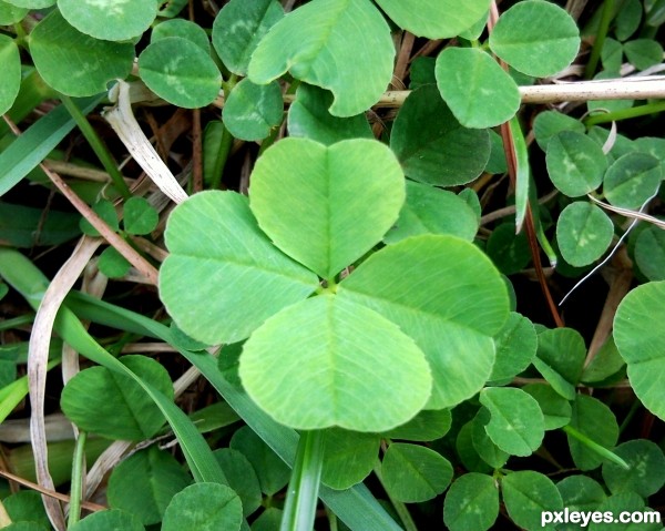 4 leaf clover