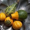 gourds photography contest
