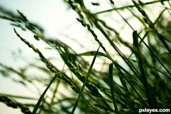 Abstract Grass