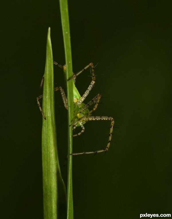 Blades of grass