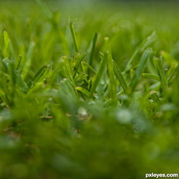 Fresh Cut Healthy Green