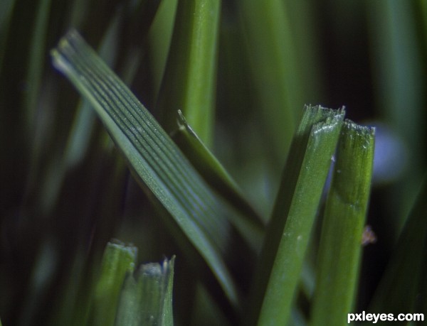 Macrograss