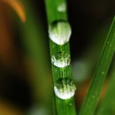 grass 2 photography contest