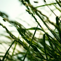 AbstractGrass