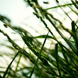 Abstract Grass