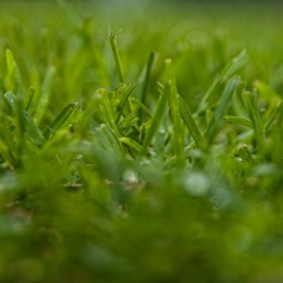 Fresh Cut Healthy Green