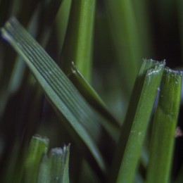 Macrograss