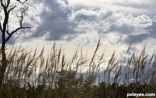 Spear Grass