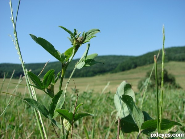 on pasture