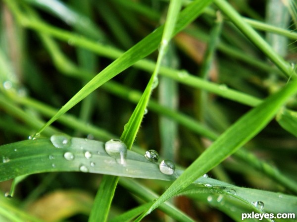 Wet grass