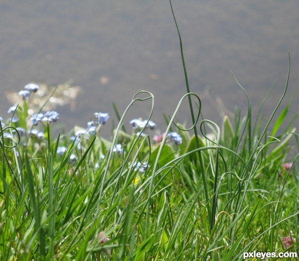 Curly Grass