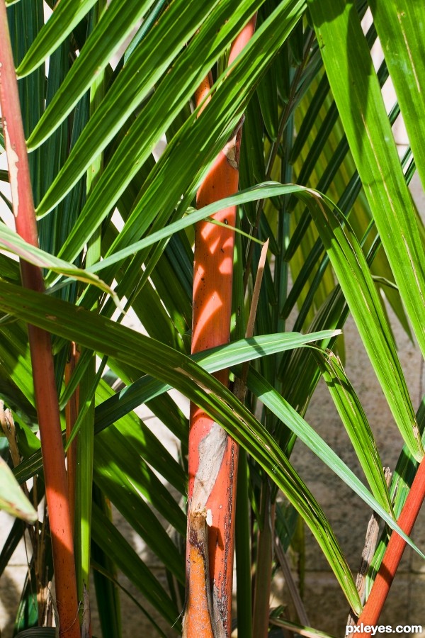 red bamboo