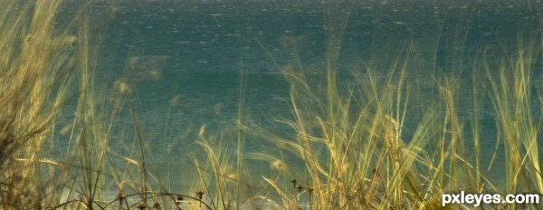 dancing in the wind