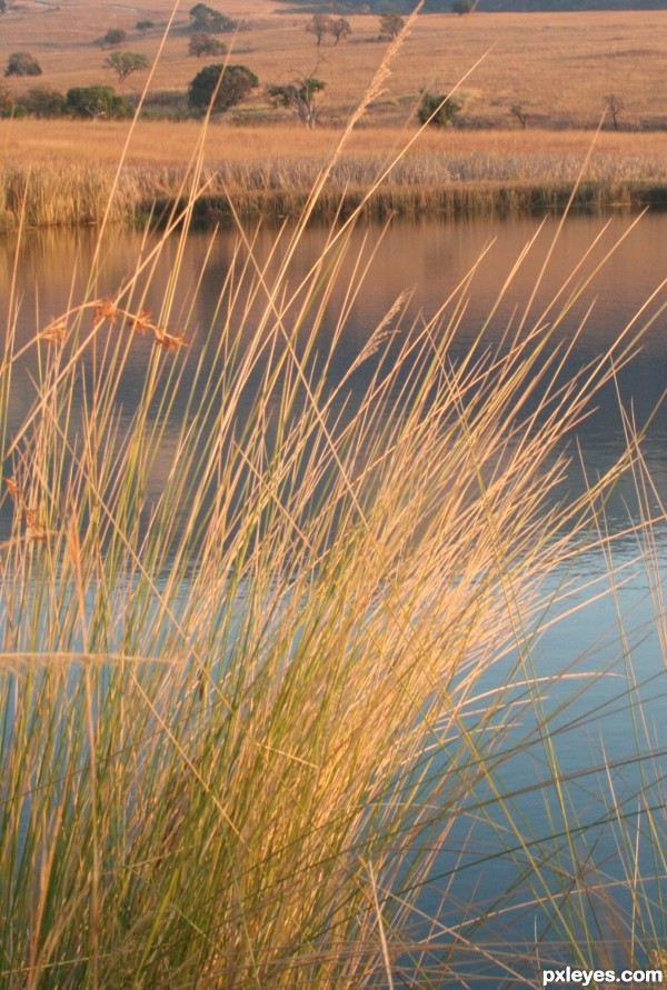 Grass next to Water