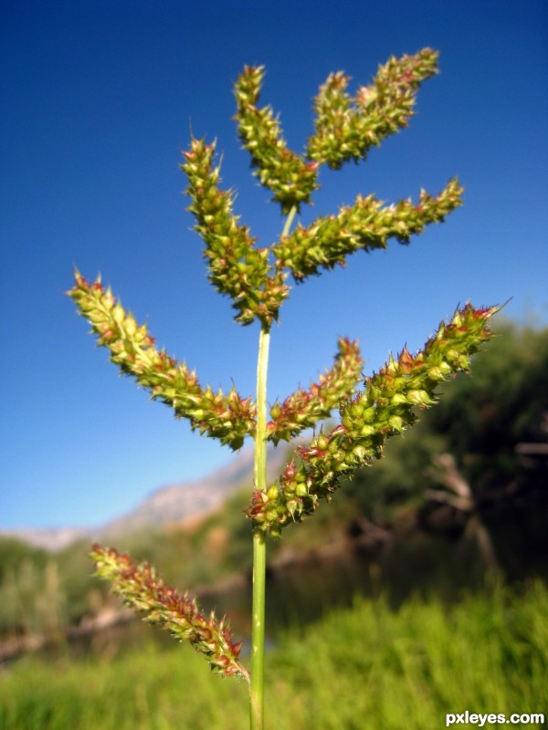 Pretty Grass