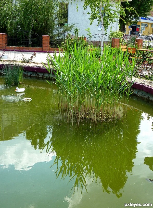 Grass in the pond