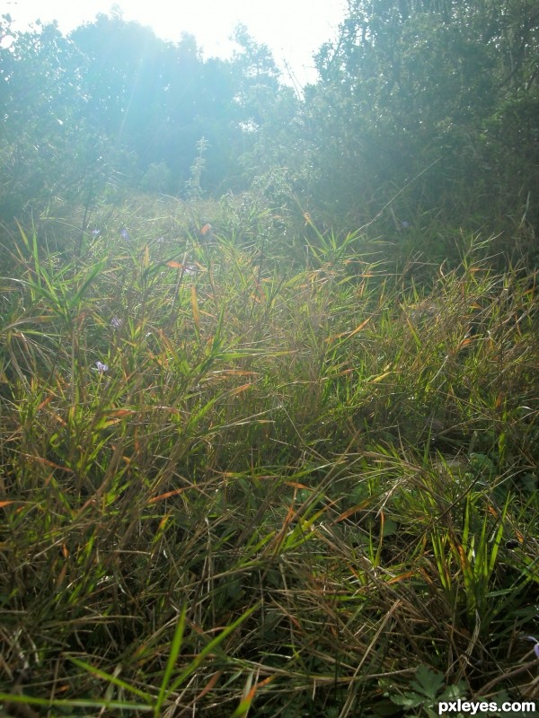 Mountain grass under the sun