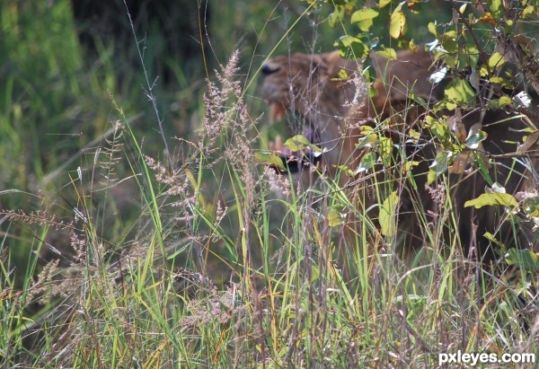 Lurking In The Grass