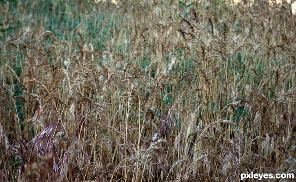 dry grass