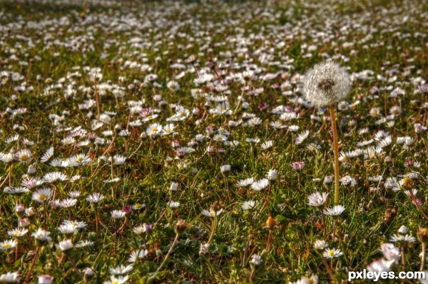 summer grass