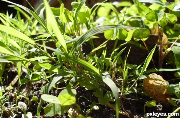 grass... with cloves