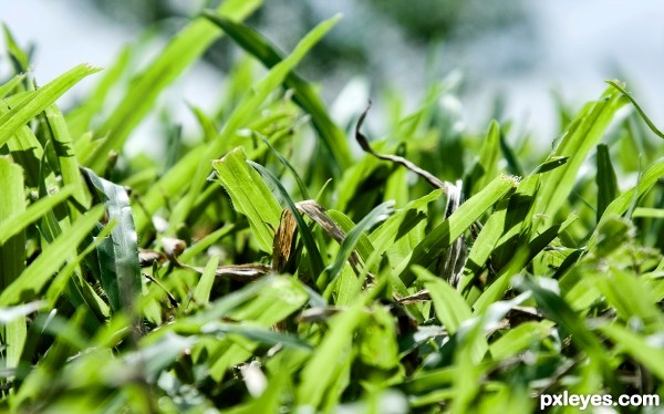 coarse grass