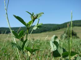 on pasture